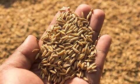 மானிய விலையில் பாரம்பரிய நெல் விதைகள் விநியோகம்