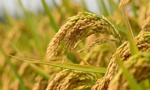 காவிரியில் உரிய நீர் திறக்காததால் தஞ்சை மாவட்டத்தில் 33 சதவீதம் அளவுக்கு குறுவை மகசூல் இழப்பு