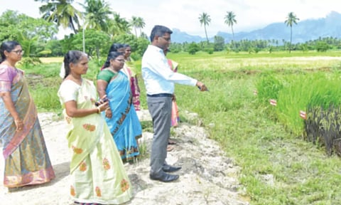 திருப்பதிசாரம் விதைப்பண்ணையில் கலெக்டர் ஸ்ரீதர் ஆய்வு