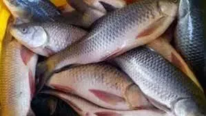 சங்கராபுரம் அருகே  1300 குடும்ப அட்டைகளுக்கு 2½ கிலோ மீன்கள்
