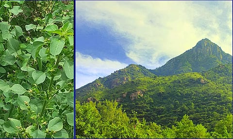 மலைக்குள் இயங்கும் மர்ம உலகம்