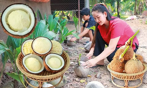 இளமையாக வாழ உதவும் தேங்காய்ப் பூ