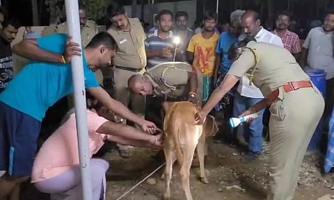 மீண்டும் ஊருக்குள் புகுந்த சிறுத்தை- கன்றுக்குட்டியை கடித்து குதற முயன்றதால் பொதுமக்கள் பீதி