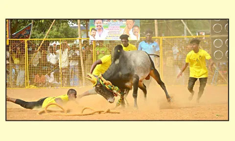 தன்னை அடக்க முயன்ற வீரரை பந்தாடிய காளை.