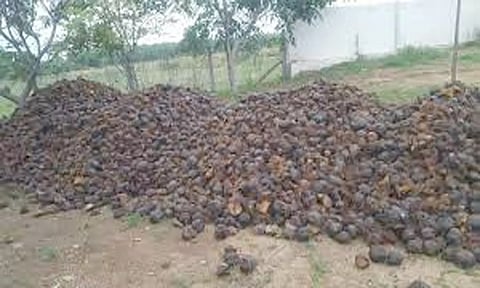 திருத்துறைப்பூண்டி பகுதியில் 22 ஆயிரம் பனை விதைகள் நடப்பட்டுள்ளது