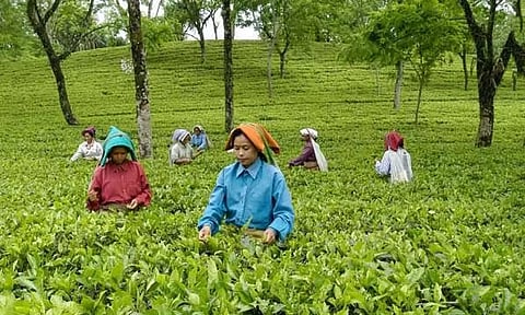 பசுந்தேயிலைக்கு உரிய கொள்முதல் விலை கிடைக்க ஏற்பாடு