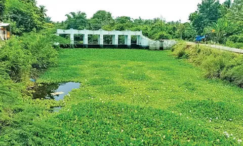ஆற்றிறை ஆக்கிரமித்துள்ள ஆகாயத்தாமரை செடிகள்.