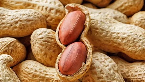 நிலக்கடலையில் புழுக்களை கட்டுப்படுத்த வேளாண் அதிகாரி ஆலோசனை