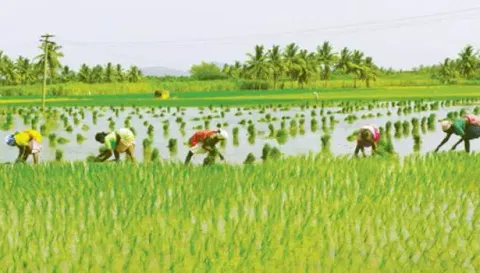 பரமத்திவேலூர் பகுதிகளில் மழையால் விவசாயிகள் மகிழ்ச்சி
