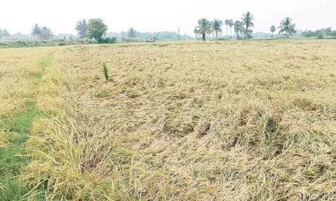 வயலில் சாய்ந்து கிடக்கும் நெற்பயிர்கள்.
