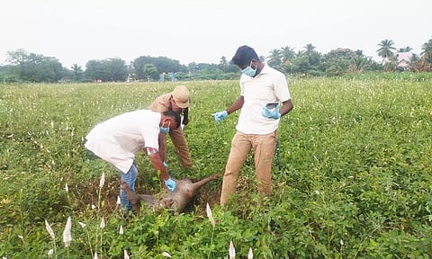 விவசாய நிலத்தில் இறந்து கிடந்த காட்டு பன்றி.