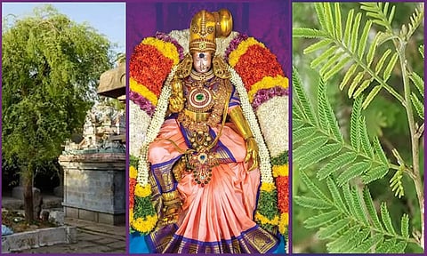 விஜயதசமி மரம்