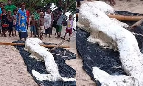 கரை ஒதுங்கியது கடற்கன்னியா?: நீடிக்கும் மர்மம்