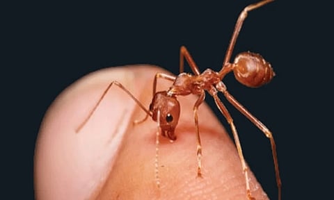 முதியவர் விஷப்பூச்சி கடித்து பலி