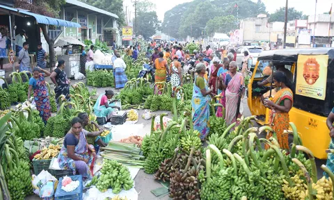 ஆயுத பூஜையை முன்னிட்டு கடலூரில் குவிந்துள்ள வாைழத்தார்கள்.