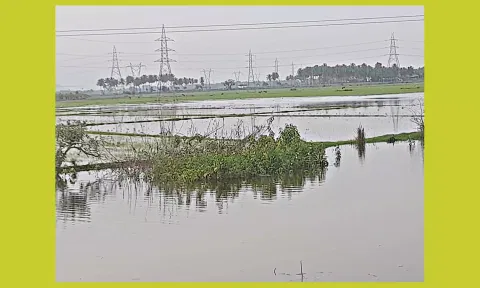 விவசாய நிலத்தில் மழைநீர் தேங்குவதால் விவசாயிகள் அவதி