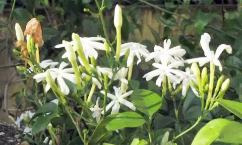 பனிப்பொழிவால் முல்லைப்பூ விளைச்சல் பாதிப்பு