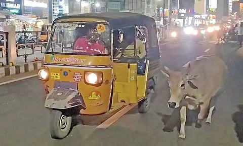 தஞ்சையில் பாசப்போராட்டம்: 5 கி.மீட்டர் தூரத்துக்கு ஆட்டோவை துரத்தி ஓடி கன்றுக்குட்டியை மீட்ட பசு