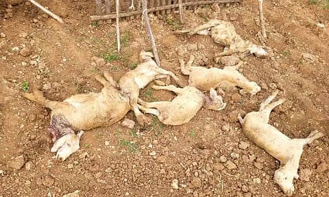 நாய் கடித்து குதறியதில் இறந்த ஆடுகளை படத்தில் காணலாம்.&nbsp;