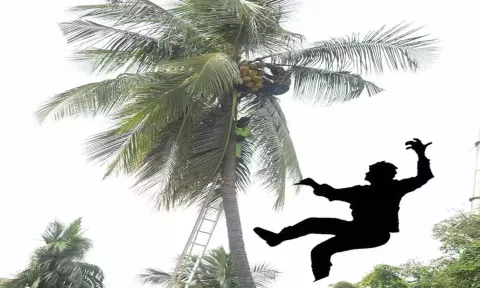 மரத்தில் இருந்து விழுந்து தொழிலாளி சாவு