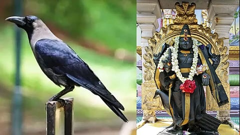 காகத்திற்கு உணவிடும் பலன்