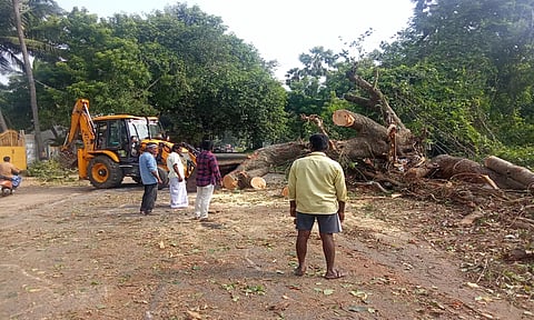 மரங்களை அப்புறப்படுத்திய காட்சி.