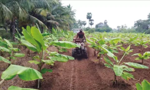 எந்திரம் மூலம் களை மேலாண்மை பணி நடைபெற்ற காட்சி.&nbsp;