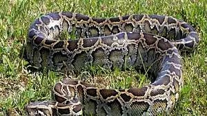 ஏரியில் உலாவி கொண்டிருந்த 10 அடி நீள மலைப்பாம்பை பிடித்த தீயணைப்பு வீரர்கள்: சங்கராபுரம் காட்டில் விட்டனர்