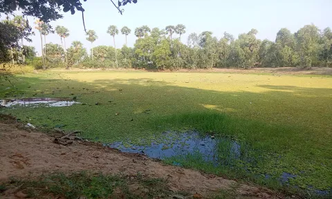 மரக்காணம் அருகே கோனா வாயன்குப்பத்தின் உள்ள   சப்தகன்னியம்மன் கோவில் குளம்.