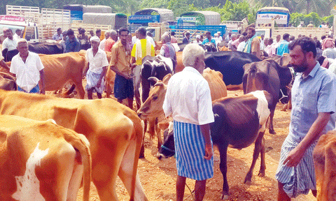 சீனாபுரம் கால்நடை சந்தையில் ரூ.1 கோடிக்கு கால்நடைகள் விற்பனை