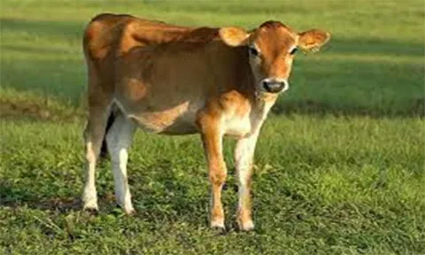 தக்கலை அருகே மருந்துகோட்டையில் வன விலங்கு கடித்து கன்று குட்டி சாவு