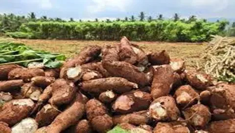 பரமத்திவேலூர் வட்டாரத்தில் மரவள்ளி கிழங்கின் விலை டன் ஒன்றுக்கு ரூ. 1000-க்கு சரிவு