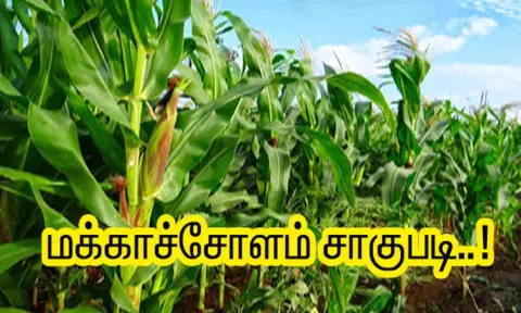 கோப்புபடம்.&nbsp;
