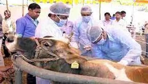 நாமக்கல் மாவட்டம் முழுவதும் 300 கால்நடை சிறப்பு முகாம்கள்