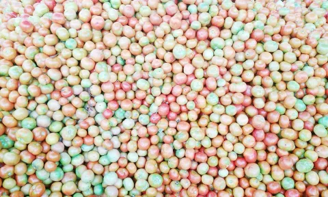 தக்காளி விலை உயர்வு - விவசாயிகள் மகிழ்ச்சி
