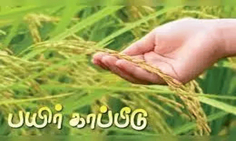 சம்பா நெல் பயிருக்கு காப்பீடு செய்ய விவசாயிகளுக்கு அழைப்பு