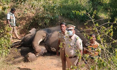 தேன்கனிகோட்டையில் யானை துப்பாக்கியால் சுட்டு கொலை