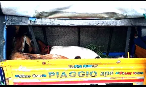 ஆடு திருடிய வேலூர் தம்பதி கைது