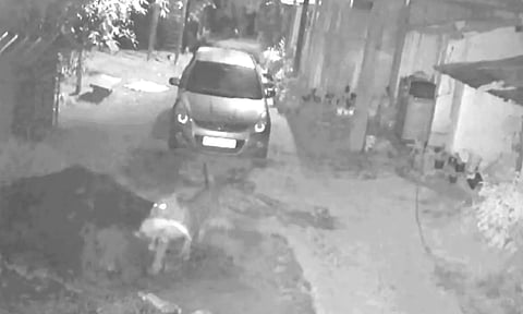 கோத்தகிரி அருகே விடுதியில் இருந்த வாத்தை கவ்வி செல்லும் சிறுத்தை