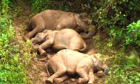 வால்பாறையில் சேற்றில் தூங்கிய யானைகளை பார்த்து சுற்றுலாபயணிகள் வியப்பு