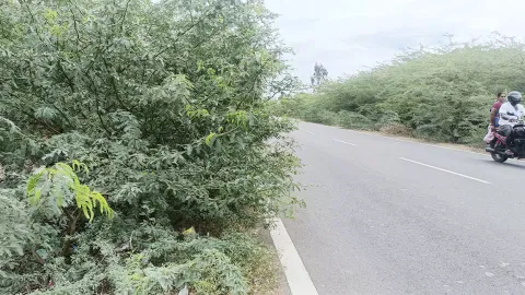 போக்குவரத்துக்கு இடையூராக வளர்ந்துள்ள கருவேல மரங்கள்.