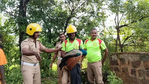 கந்தர்வகோட்டை அருகே-கிணற்றில் தவறி விழுந்த மயில்-தீயணைப்பு வீரர்கள் மீட்டனர்
