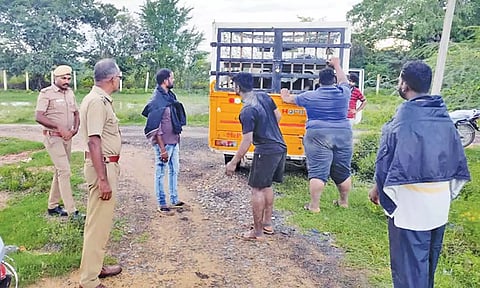 போக்குவரத்துக்கு இடையூறாக சுற்றித்திருந்த பன்றிகள் பிடிக்கப்பட்டு வாகனத்தில் ஏற்றப்பட்டன.