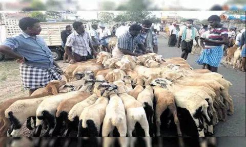 களைகட்டிய வீரசோழன் ஆட்டுச்சந்தை