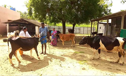 காங்கயம் ஒன்றிய பகுதியில் கால்நடைகளுக்கு கோமாரி தடுப்பூசி போடப்பட்ட போது எடுத்த படம்.