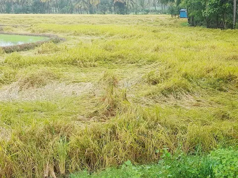 தொடர் மழை காரணமாக அறுவடைக்கு தயாராக இருந்த நெற் பயிர்கள் சேதமடைந்திருப்பதை படத்தில் காணலாம்.