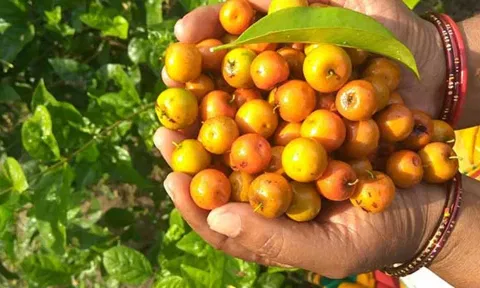 இலந்தை பழத்தின் மருத்துவ குணங்கள்