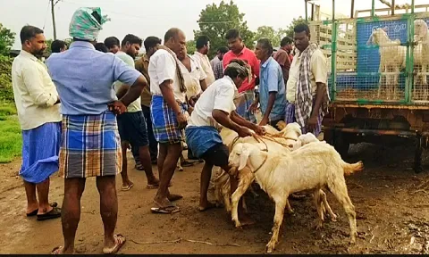 விற்பனைக்கு வந்த ஆடுகளை படத்தில் காணலாம்.