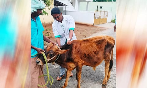 மாடுகளுக்கு கோமாரி நோய்