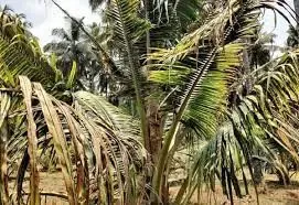 60 ஏக்கர் தென்னை மரங்களில் நோய் தாக்குதல்